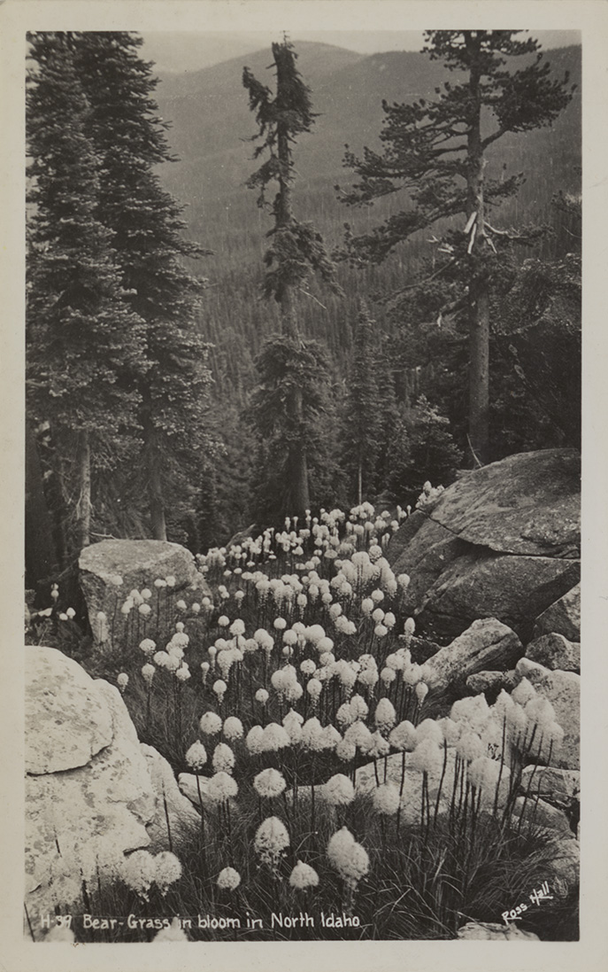 Bear grass in bloom in North Idaho